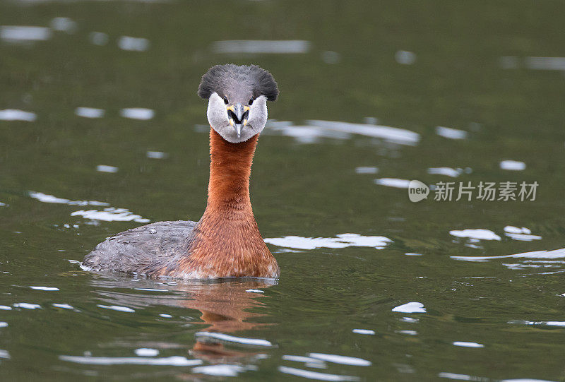 游泳和呼唤红颈鸊螈(Podiceps grisegena)